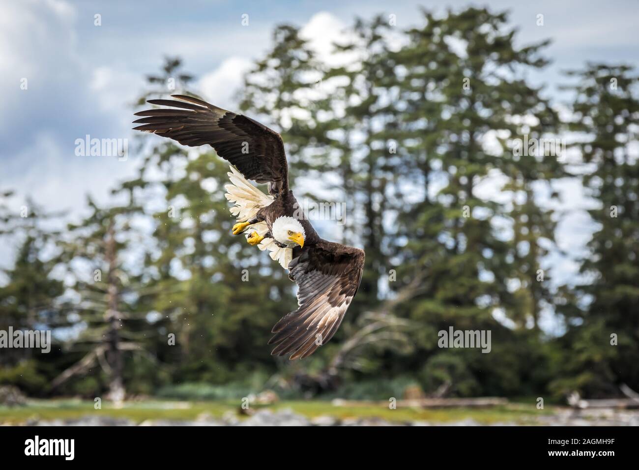 Kanadische Weißkopfseeadler (haliaeetus leucocephalus) fliegen in ihrem Lebensraum mit offenen Flügeln Stockfoto