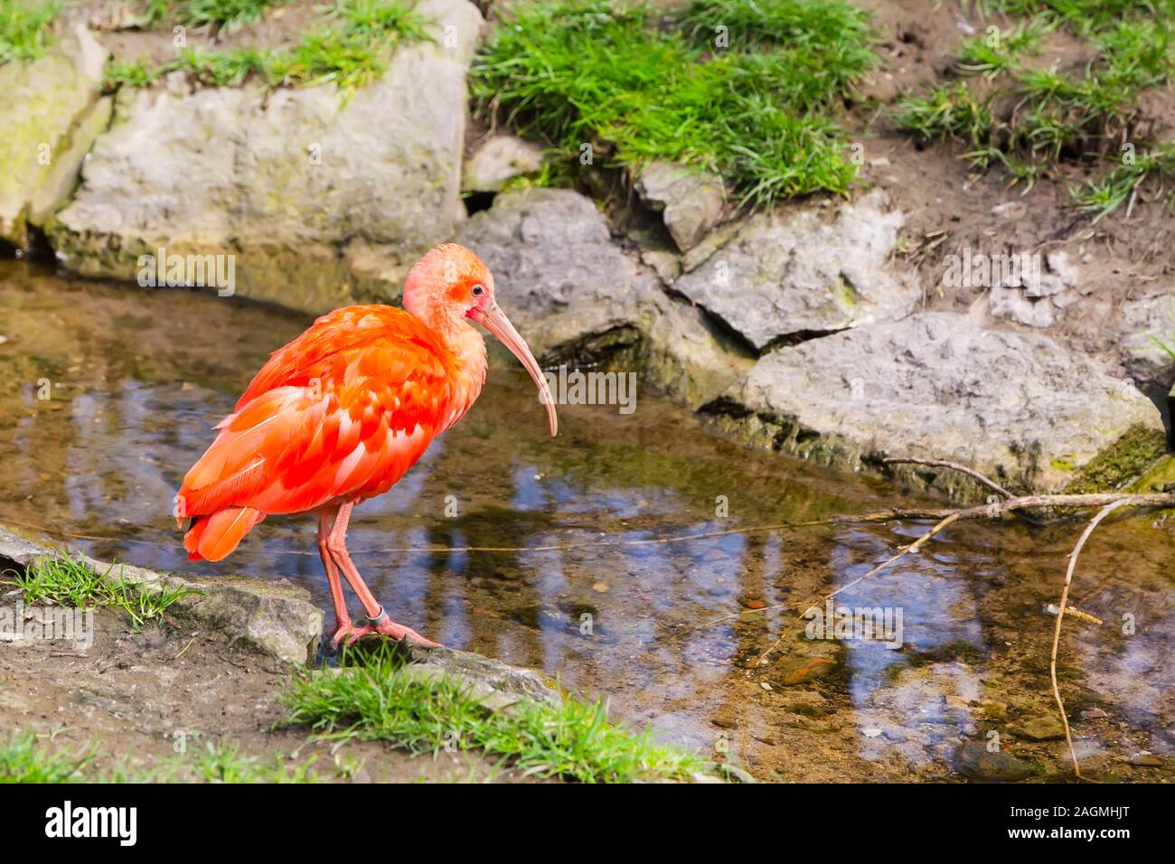 Rote Ibis Vogel mit einem langen Schnabel oder Scarlet Ibis, Eudocimus ruber, in der Nähe von Wasser in der Nähe Stockfoto