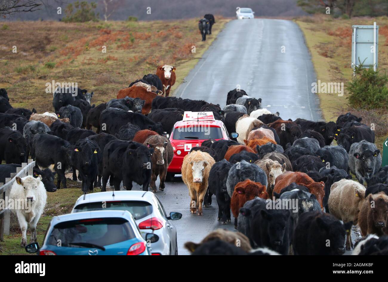 New Forest, Hampshire, UK. Dezember 2019 20. Ein fahrschüler konfrontiert eine unerwartete Herausforderung heute, wenn sie sich trafen den Gegenverkehr in Form einer Kuhherde auf Beaulieu Straße, in der Nähe von Lyndhurst. Der Fahrer wartete geduldig, da rund 60 Rinder ihr Auto umgeben. Kredit Stuart Martin/Alamy leben Nachrichten Stockfoto