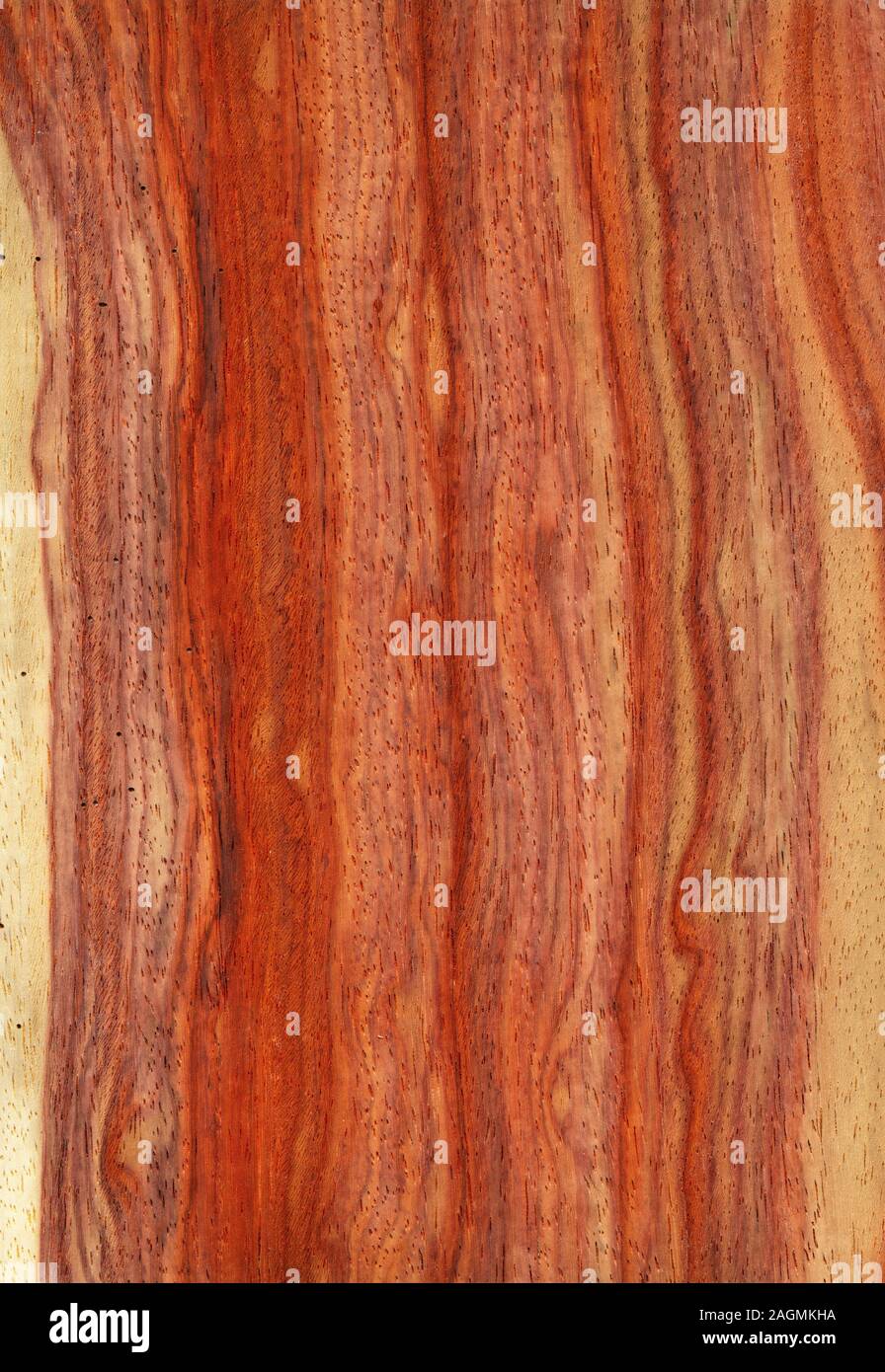 Natürliche Holz Textur Hintergrund. Tacula Holz Stockfoto