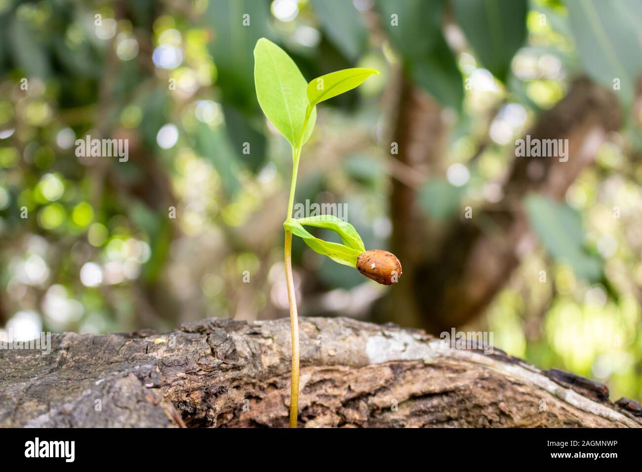 Pflanze, die auf dem Stamm eines Baumes auf einem keimt Sonniger Tag in Brasilien Stockfoto
