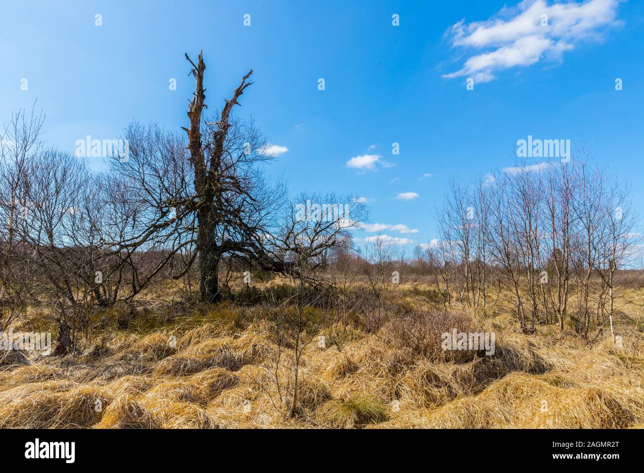 Toter Baum in das Hohe Venn. Stockfoto