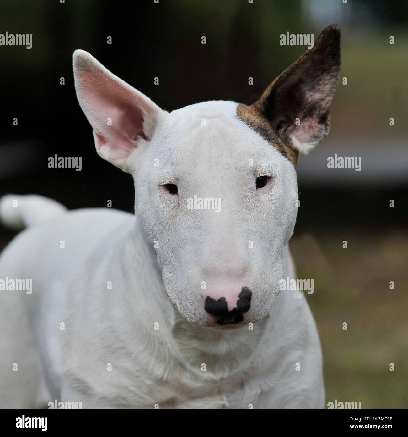 englischer Bullterrier Stockfoto