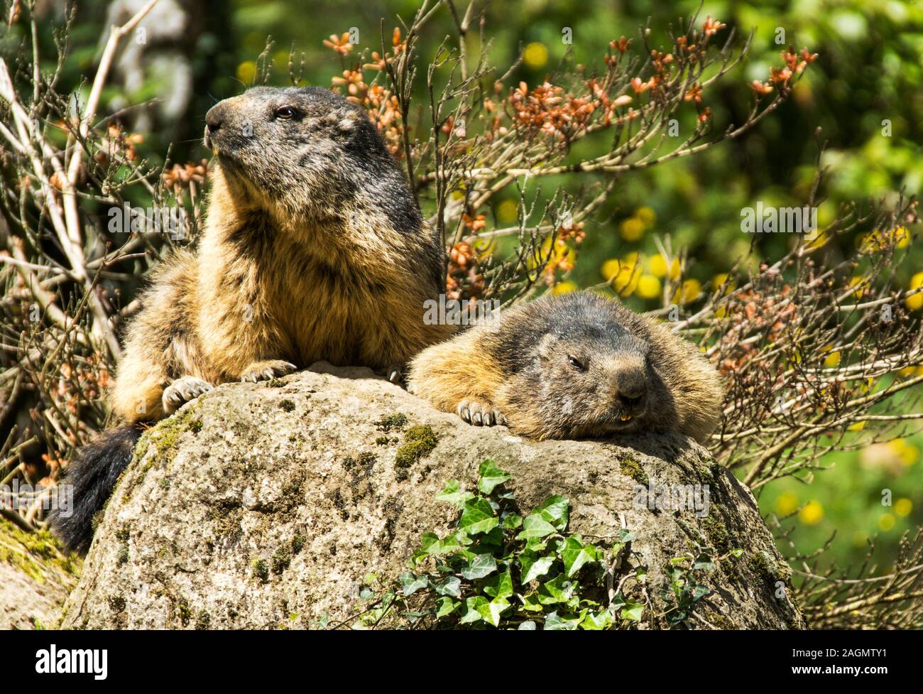 Alpine Marmot bin armota marmota' frühen Frühling in den Pyrenäen. Südwesten Frankreich Stockfoto