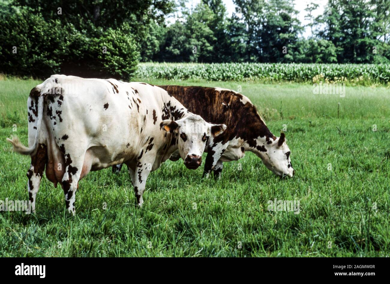 Vieh. Normande Kühe. Diese Rasse von Tieren in die Normandie gebracht durch die Wikinger im 9. Jahrhundert Dept Gers stammt. Frankreich. Stockfoto