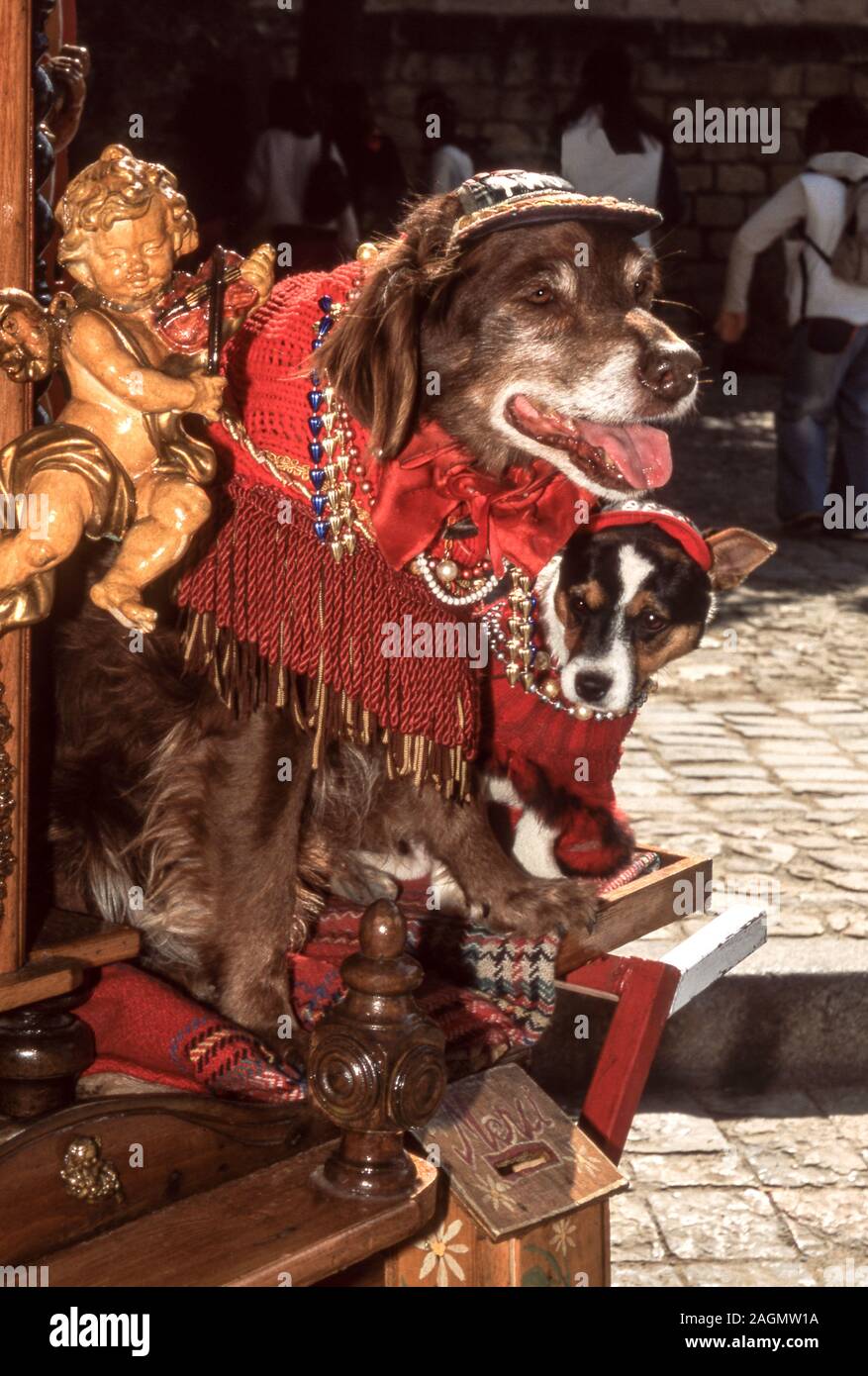 Zwei Hunde, die sich für die Arbeit auf einem Fass gekleidet - Orgel. Französische Riviera. Stockfoto