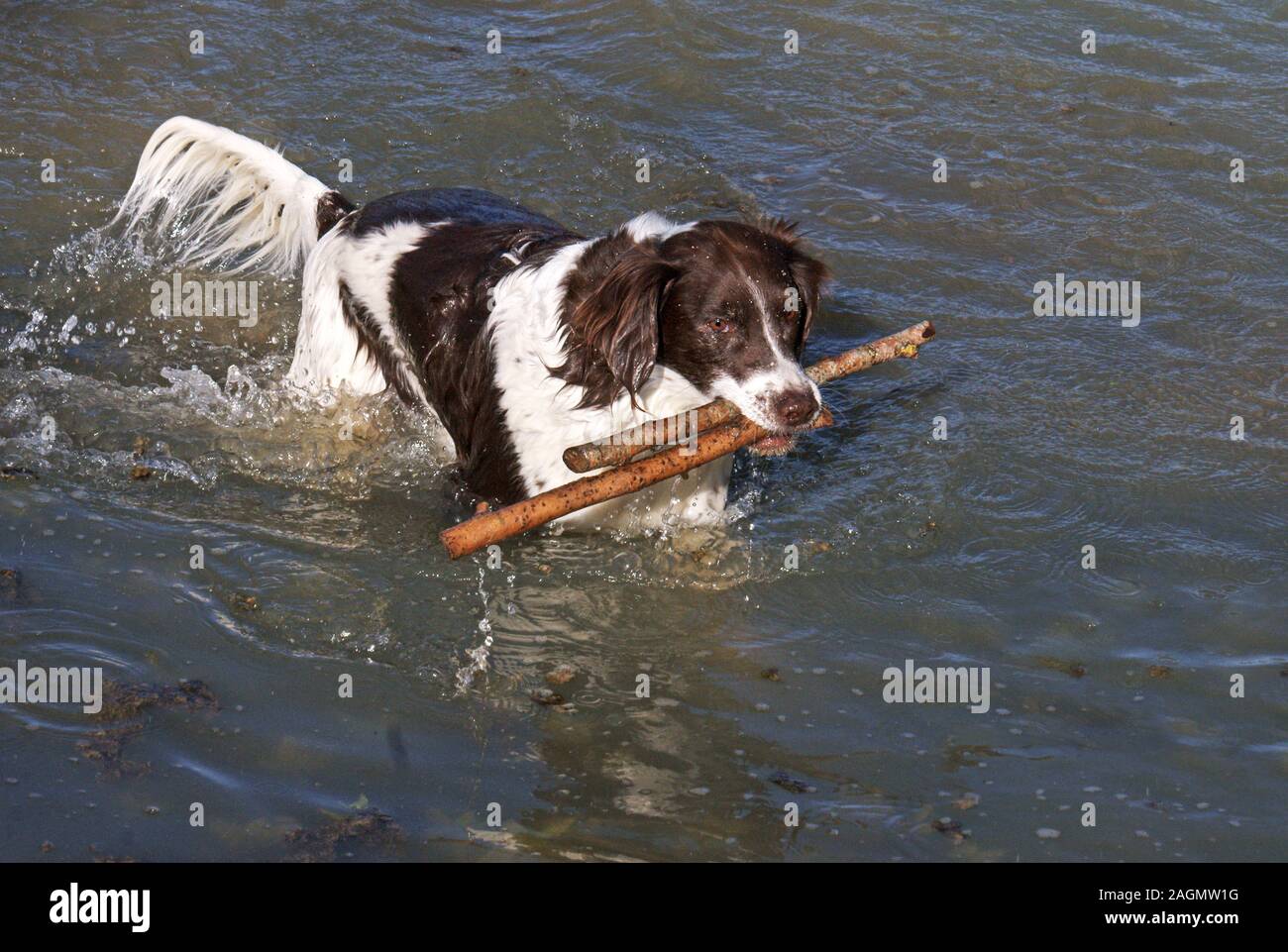 English Springer Spaniel. Weiblich. Ein Hund, der das Wasser liebt. Südwesten Frankreichs. Stockfoto