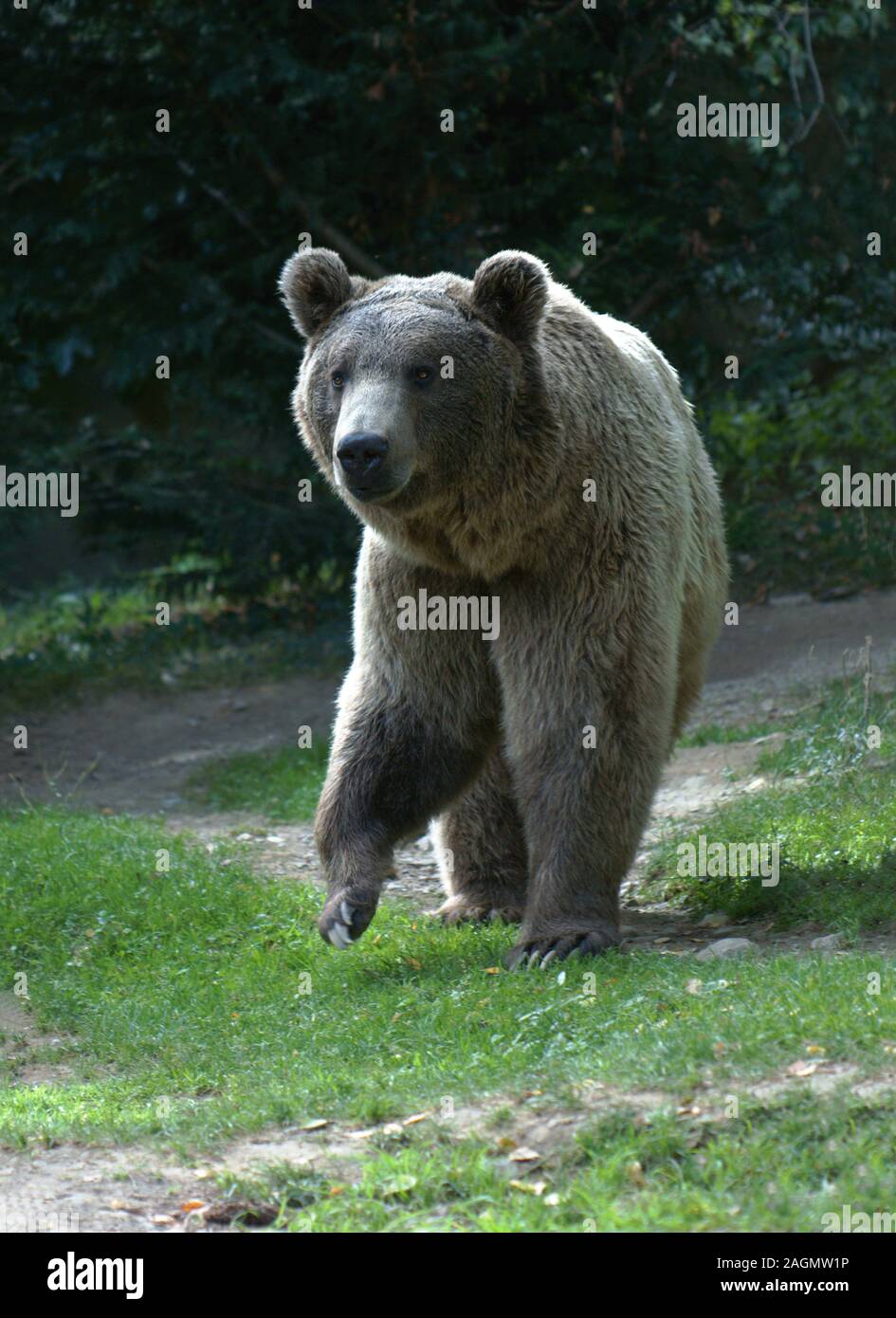 Braunbär "Ursus arctos" Erwachsenen. Foto in Pyreenean Zoo. Südwesten Frankreichs. Stockfoto