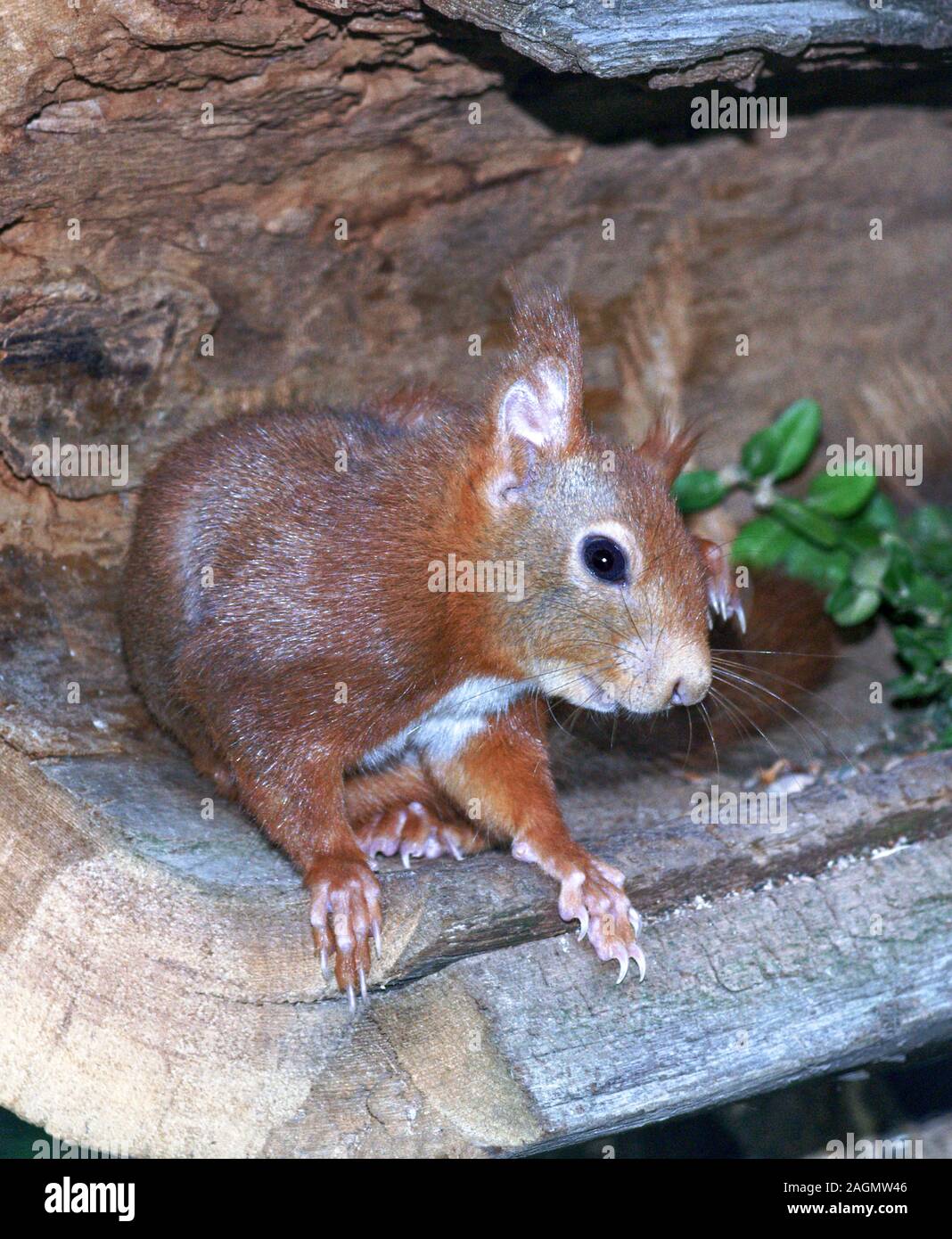 Das rote Eichhörnchen ciurus vulgaris 'reifes Tier auf dem Boden. Südwesten Frankreichs. Stockfoto
