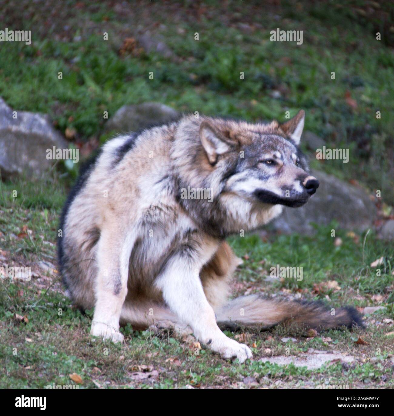 Wolf "Canis lupus". erwachsenes Weibchen. Zoo-Park. Südwesten Frankreichs. Stockfoto