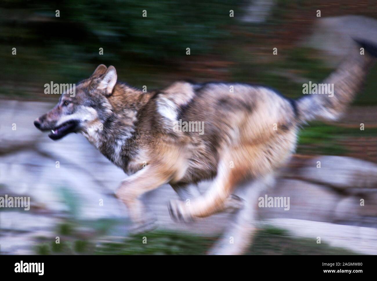 Wolf "Canis lupus". männlichen Erwachsenen läuft auf Hochtouren. Zoo-Park. Südwesten Frankreichs. Stockfoto