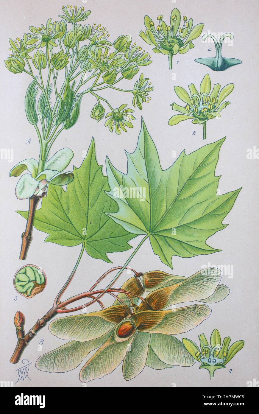 Digital verbesserte hochwertige Reproduktion: Acer negundo, auch bekannt als Spitzahorn, ist eine Art von Maple in Mittel- und Osteuropa und im westlichen Asien/Spitzblättriger Ahorn, Spitzahorn, Pflanzenart aus der Gattung der Ahorne (Acer) innerhalb der Familie der Seifenbaumgewächse Stockfoto