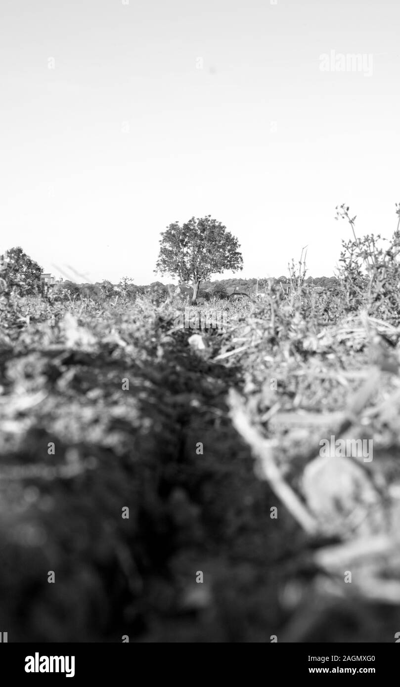 Eine geringe Aussicht auf Britische Ackerland, die für die Ernte Saison vorbereitet wurde. Stockfoto