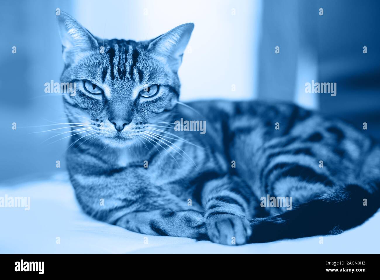 Nahaufnahme von cute adorable tabby Katze mit Streifen liegen auf Sofa Couch. Getönt mit Trend 2020 dunkelblau klassische Farbtöne. Inländische pet innen bei hom Stockfoto