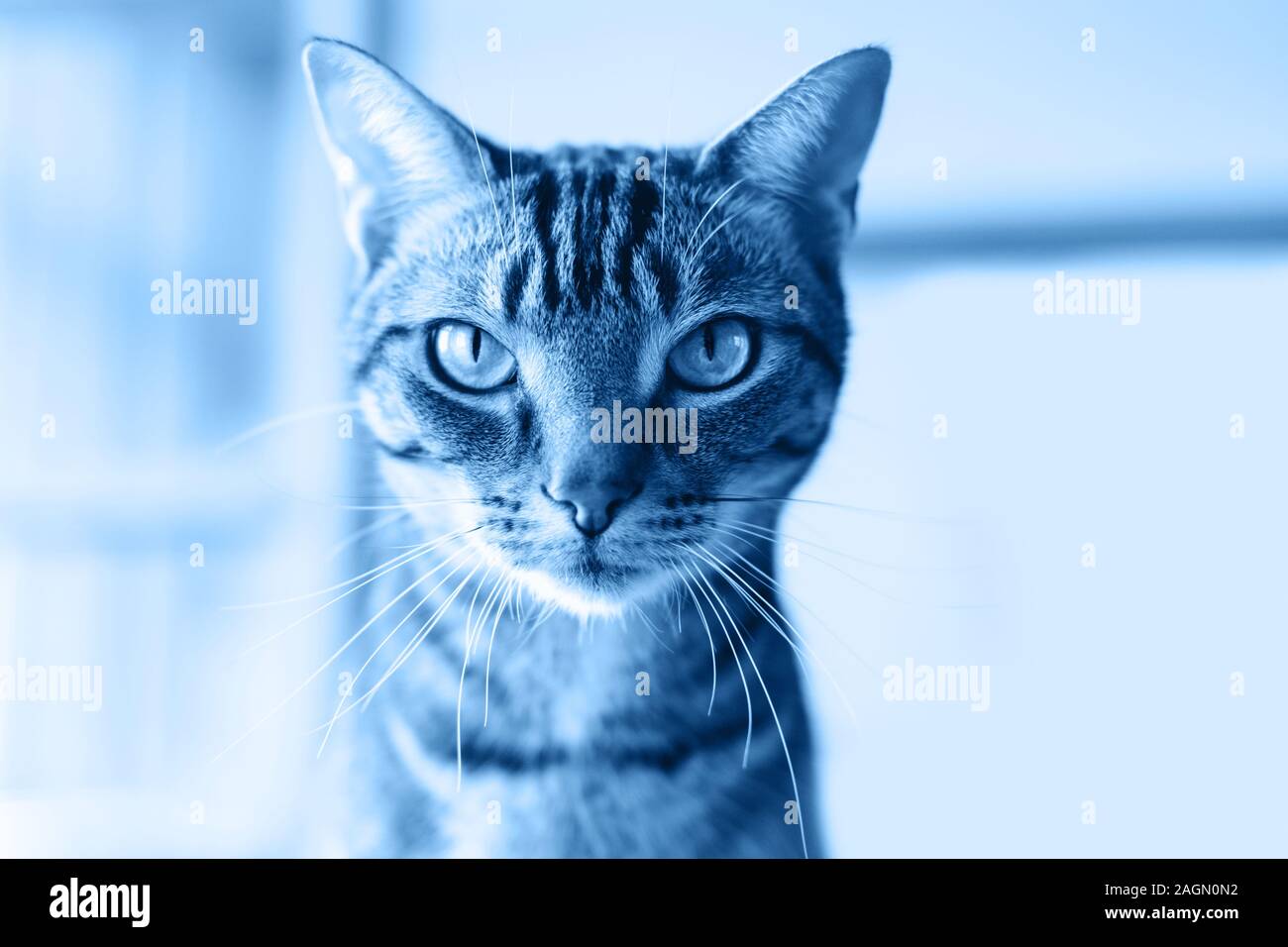 Nahaufnahme von cute adorable tabby Katze Kopf Gesicht mit Streifen und Schnurrhaare. Getönt mit Trend 2020 dunkelblau klassische Farbtöne. Inländische pet Indoor bei h Stockfoto