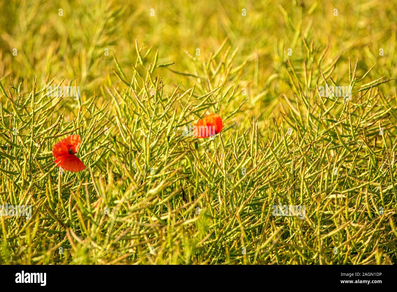 Ein Feld der schönen roten Mohnblumen im Herzen von England, UK. Stockfoto