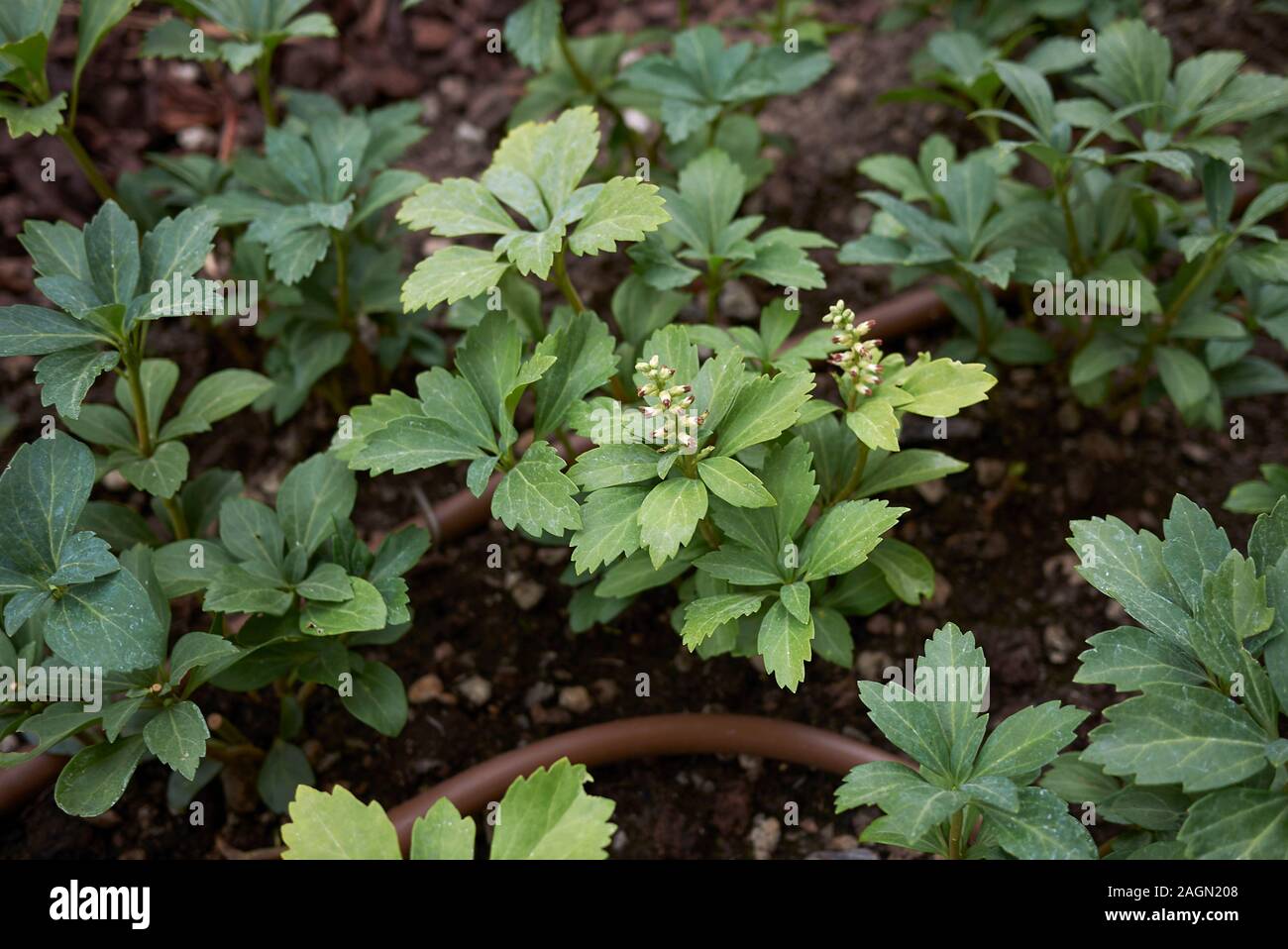 Pachysandra terminalis Pflanzen in einem Garten Stockfoto