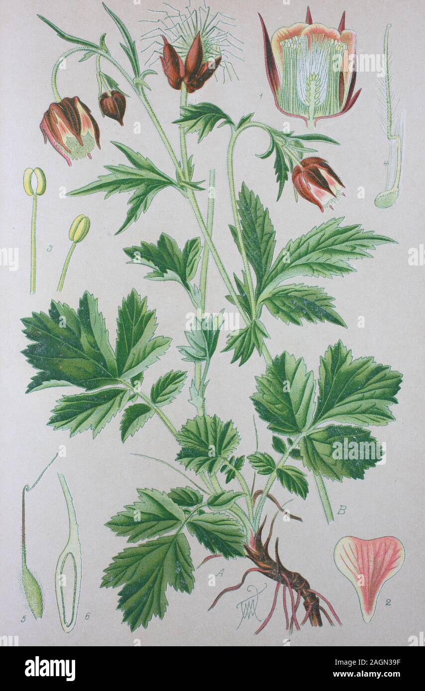 Digital verbesserte hochwertige Reproduktion: Geum Rivale, das Wasser avens, ist eine blühende Pflanze der Familie der Rosaceae/Bach-Nelkenwurz, Pflanzenart aus der Gattung der Nelkenwurzen (geum) in der Familie der Rosengewächse Stockfoto