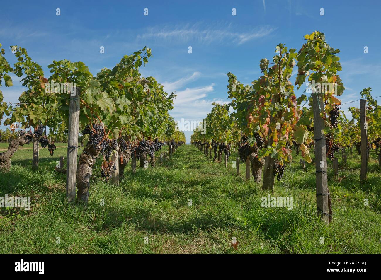 Trauben im Weinberg in Südfrankreich in der Provence. Stockfoto