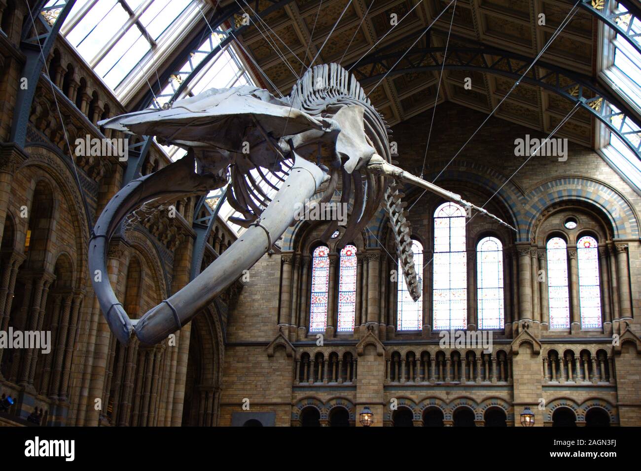 100 Jahre altes Skelett eines Blauwals in der Großen Halle des Museums für Naturkunde in London. Stockfoto