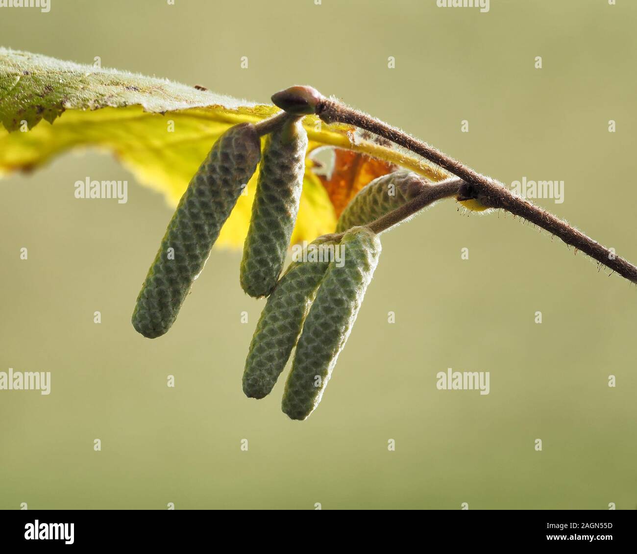 Hazel palmkätzchen (Corylus avellana) im November. Tipperary, Irland Stockfoto