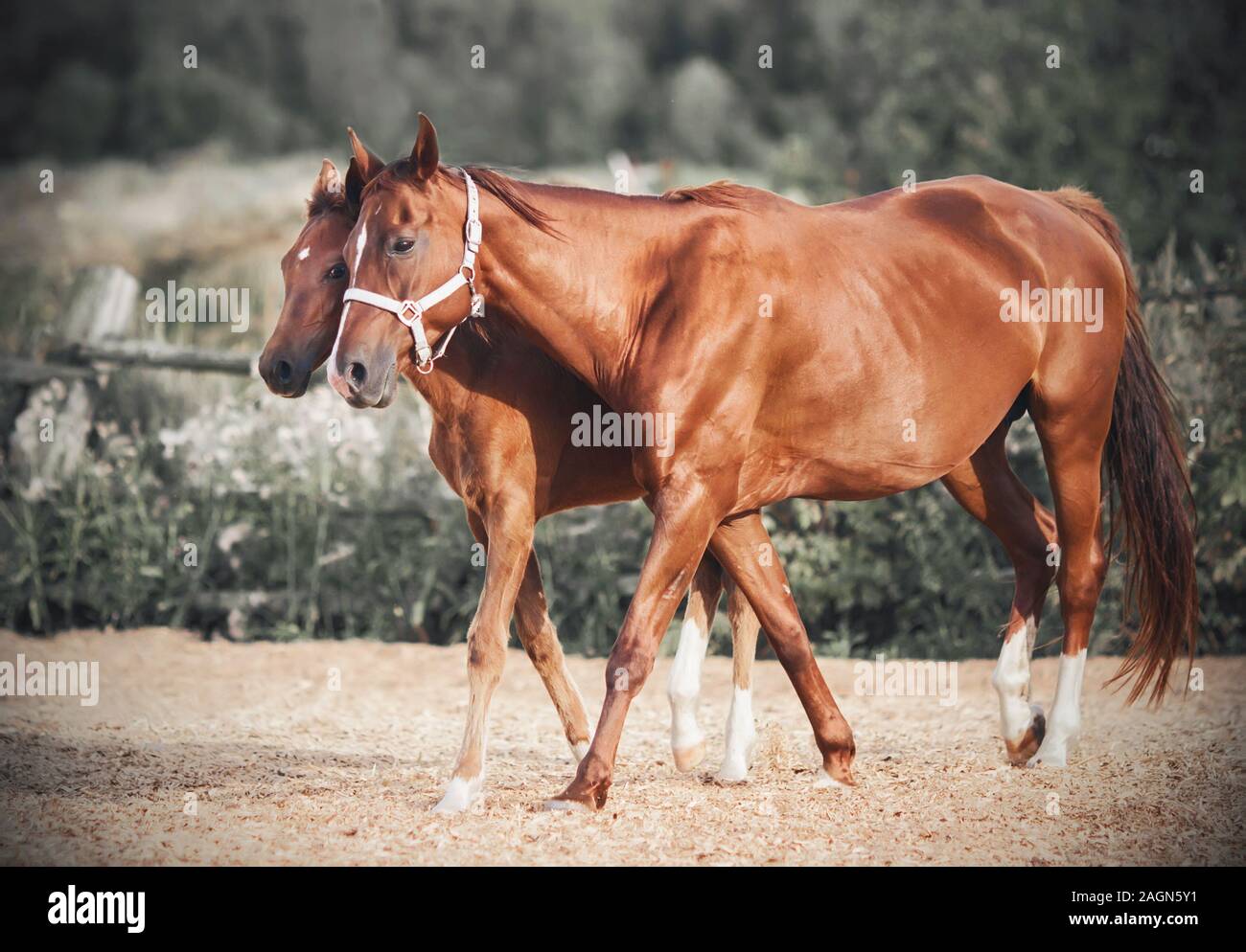 Ein zaghafter wenig schüchtern Colt versteckt sich hinter seiner Mutter, Wandern mit ihr ins Fahrerlager auf der Farm an einem sonnigen Sommertag. Stockfoto