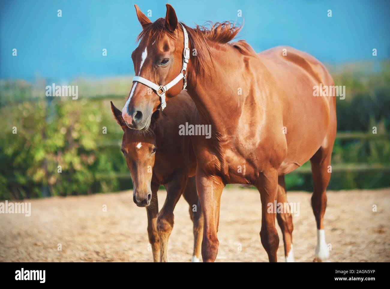 Ein süßes kleines schüchternes Colt geht mit seiner Mutter in einem Sägemehl paddock an einem sommerlichen warmen, klaren sonnigen Tag. Stockfoto