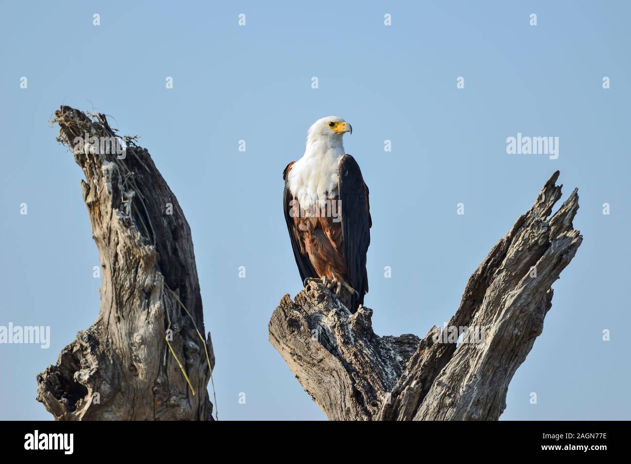 Einsame African Fish Eagle (Haliaeetus vocifer) auf baumstumpf am Ufer des Chobe River in den Chobe National Park, Botswana, Südafrika gehockt Stockfoto