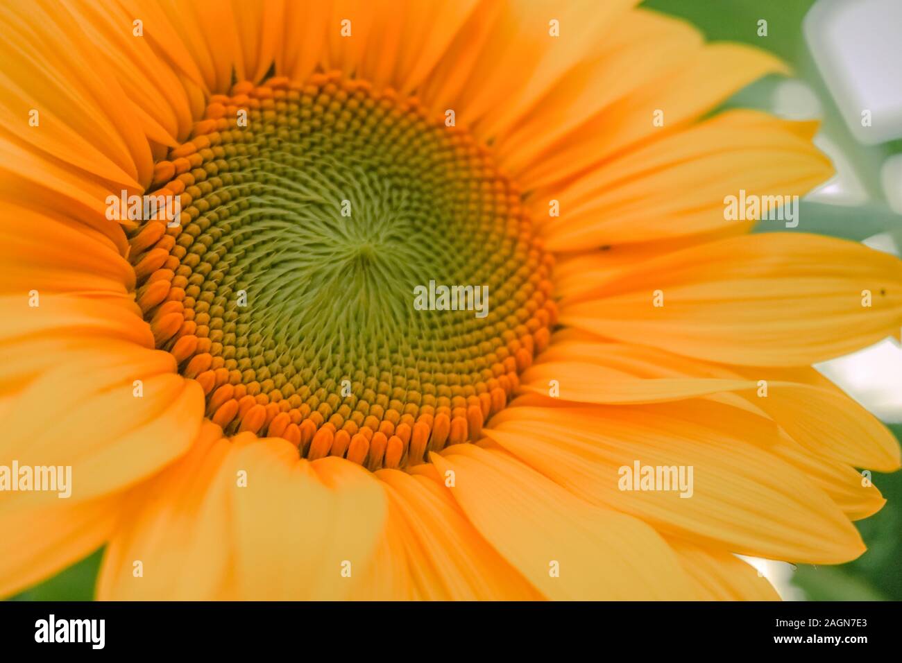 Nahaufnahme einer Sonnenblume mit großen gelben Blättern und grünen Mustern Stockfoto