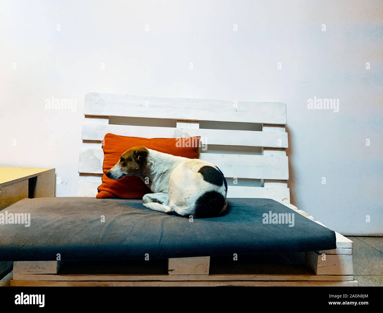 Tier schlafen. Doggy liegend auf einer Couch in einem hellen Raum  Stockfotografie - Alamy