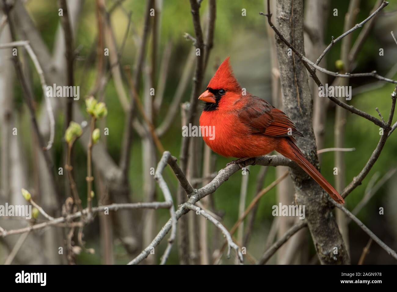 Männliche nördlichen Kardinal auf Zweig Stockfoto