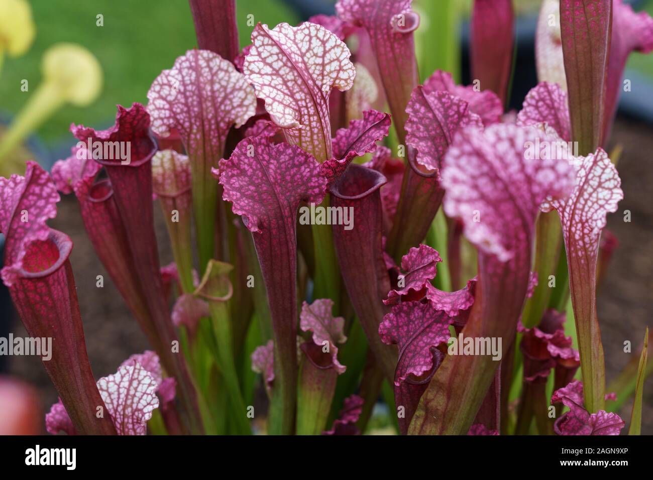 Eine Gruppe von Pink Trumpet Pitcher Pflanzen, Harrogate, North Yorkshire, England, Großbritannien. Stockfoto