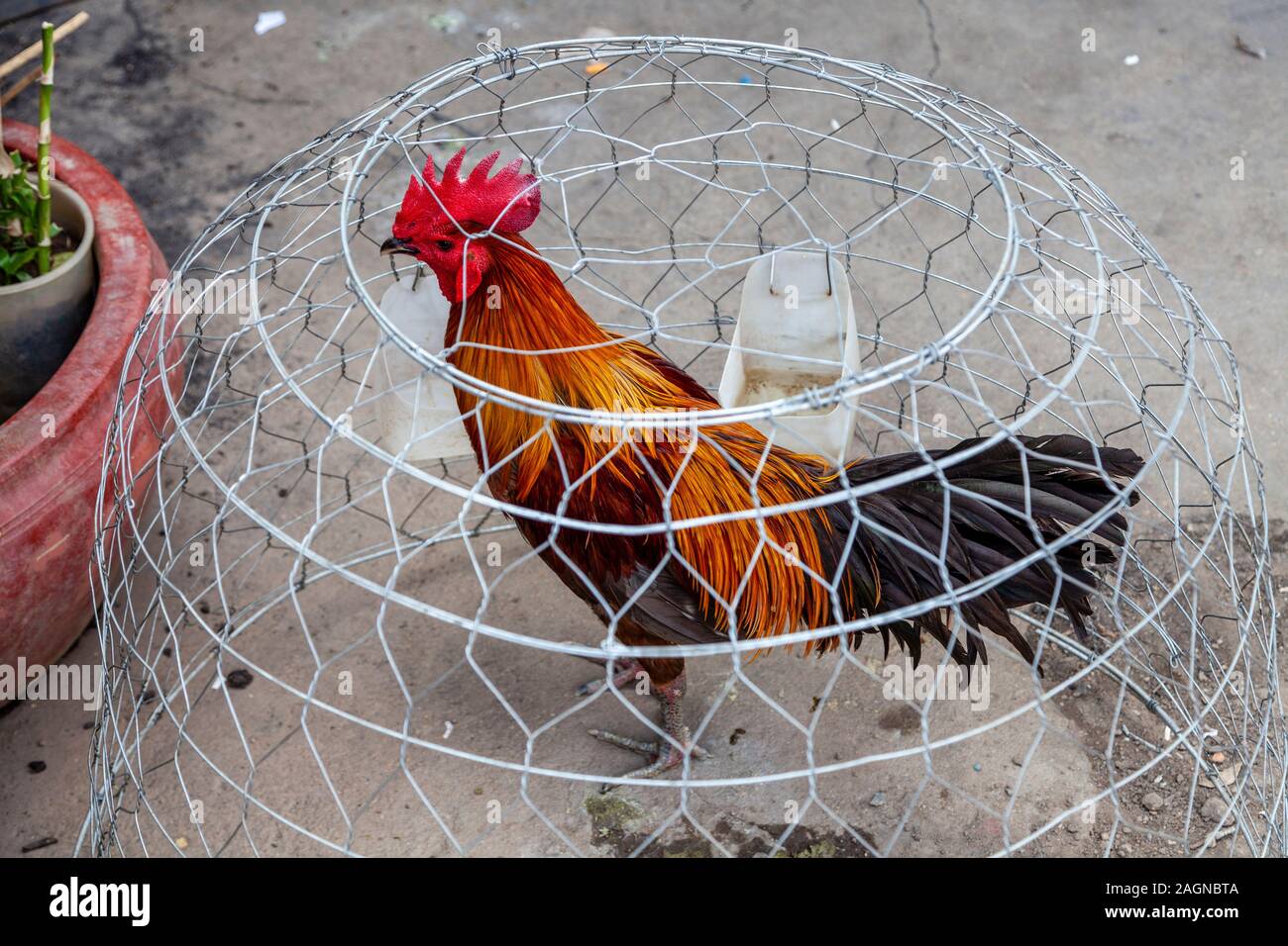 Ein Huhn/Hahn unter einem Kabel Käfig in der Straße, Phnom Penh, Kambodscha. Stockfoto