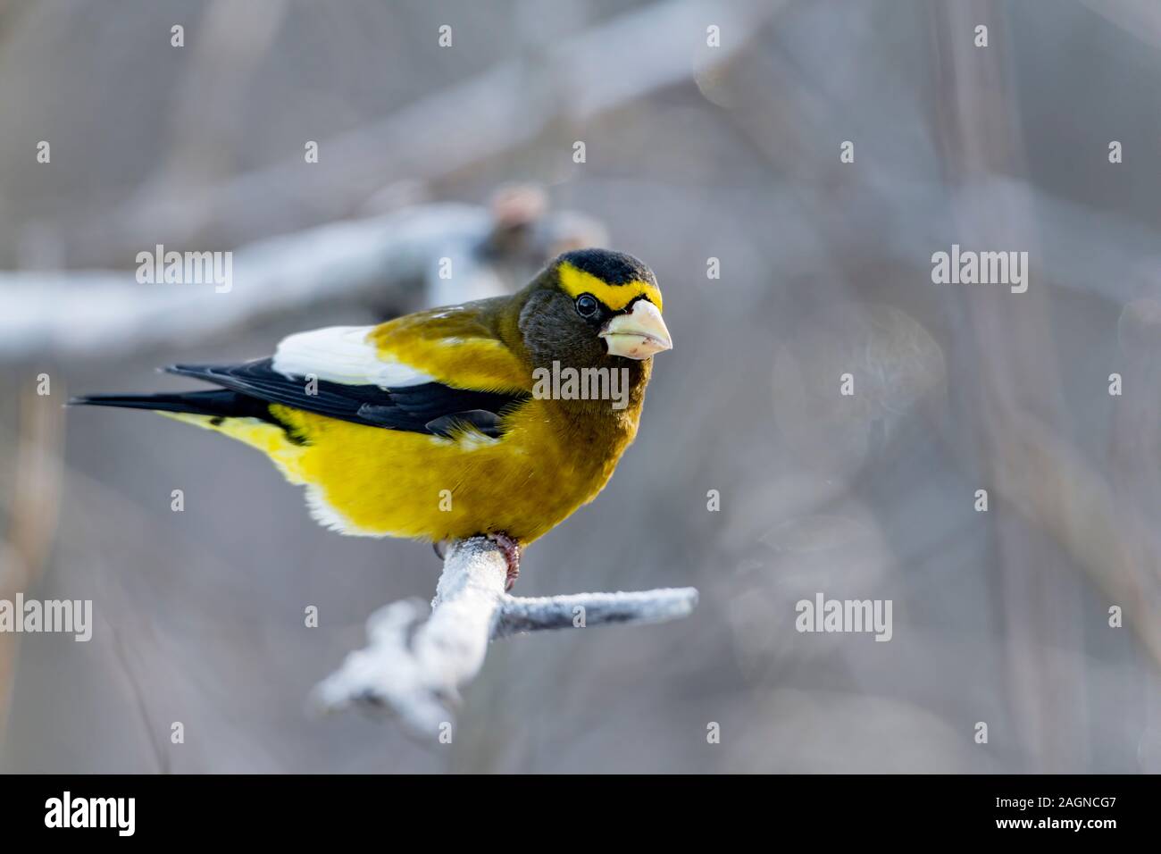 Männliche Abend Grosbeaks Stockfoto