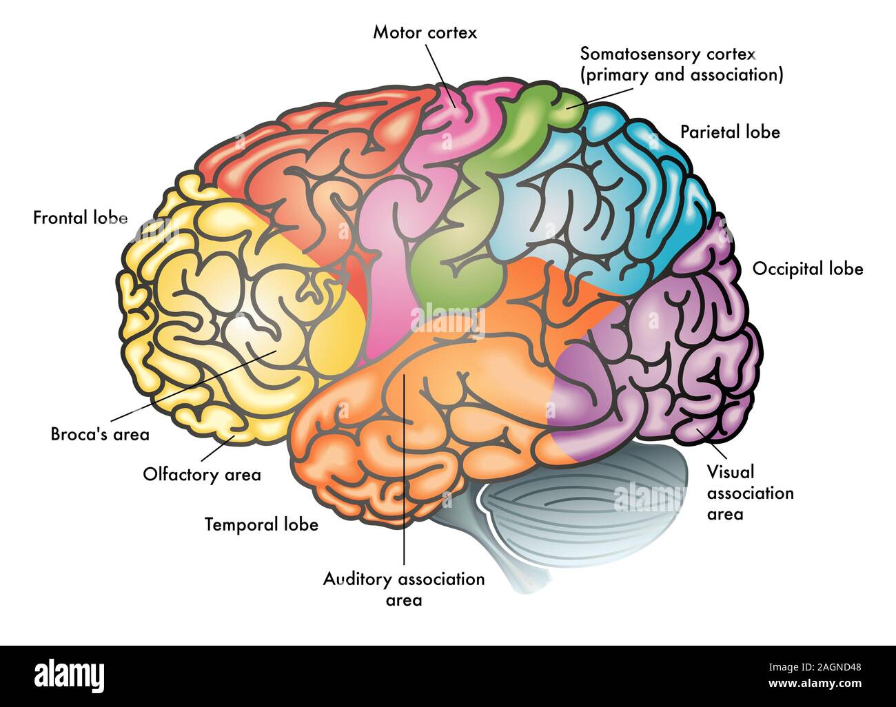 Medizinische bunte Abbildung eines menschlichen Gehirns mit unterschiedlichen funktionalen Bereichen mit verschiedenen Farben hervorgehoben Stockfoto