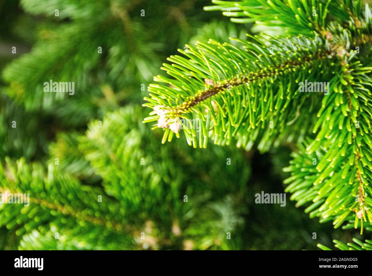 Nadeln einer Weihnachtsbaum in einem Nahaufnahme Stockfoto