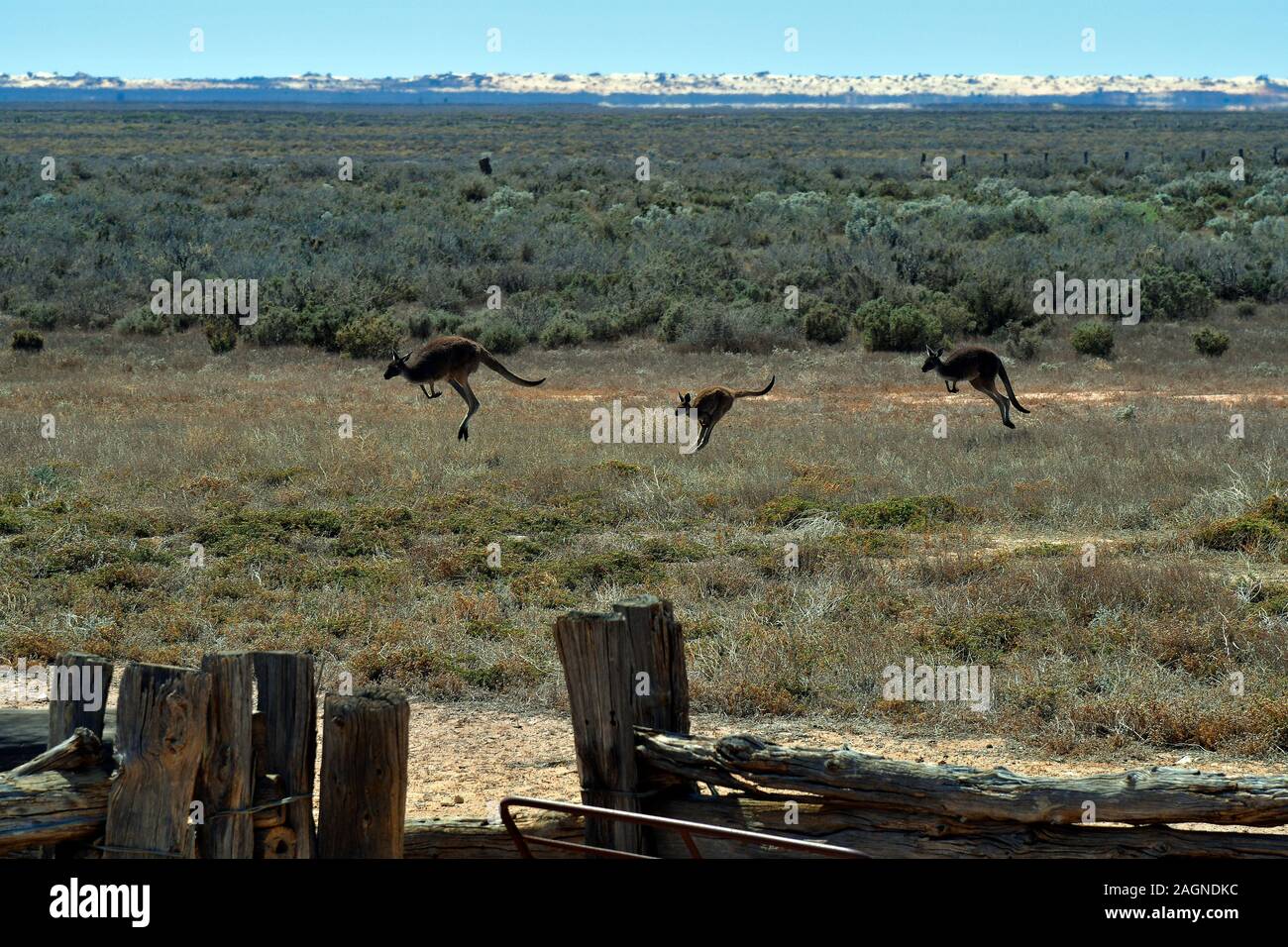 Australien, Känguruhs auf Mungo National Park Stockfoto