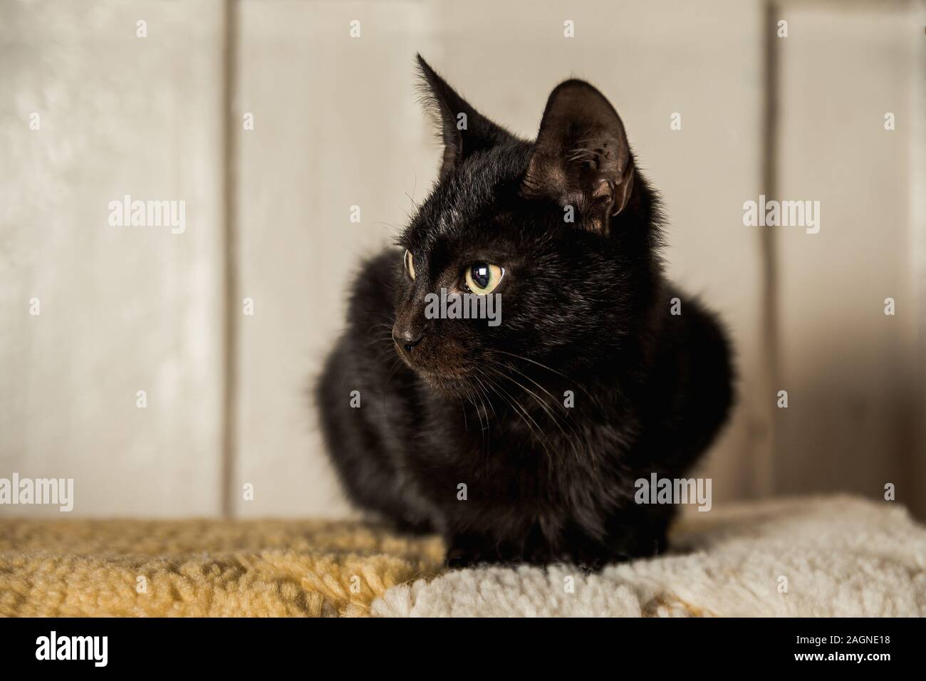 Nahaufnahme einer niedlichen schwarzen Katze mit grünen Augen Sitzen auf dem Teppich Stockfoto