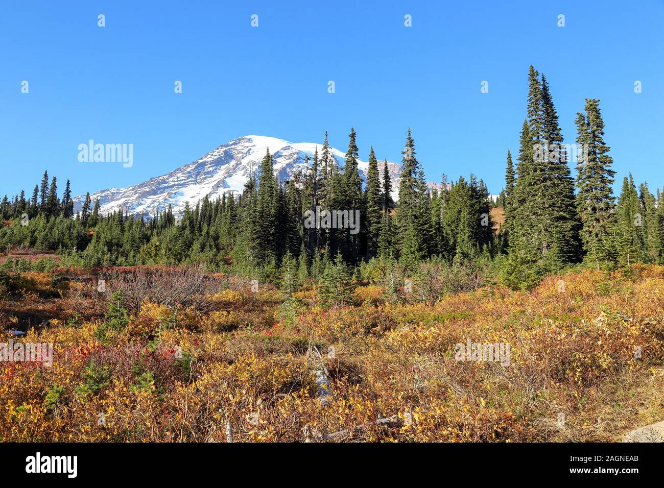 Voller Farben des Herbstes zu Winter Übergang am Mount Rainier National Park angezeigt, Seattle, Washington Stockfoto