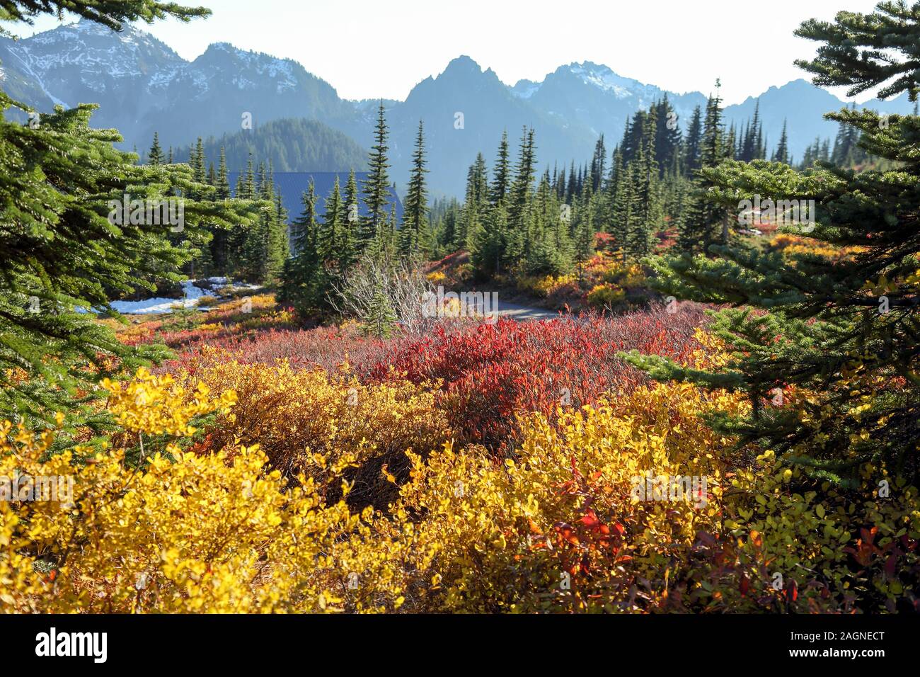 Voller Farben des Herbstes zu Winter Übergang am Mount Rainier National Park angezeigt, Seattle, Washington Stockfoto