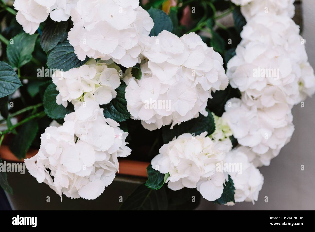 Schne kleine weie Blten an einem Zweig. Feine Kehlkopf in einem  Blumentopf Stockfotografie - Alamy