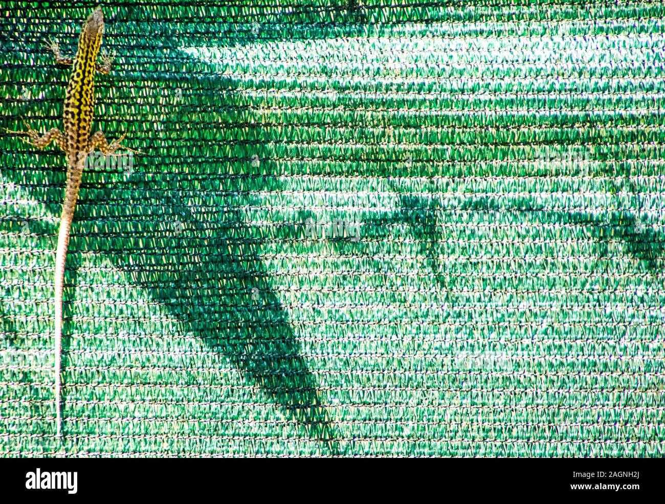 Eine gemeinsame Eidechse im Garten von Italien gesehen. Stockfoto