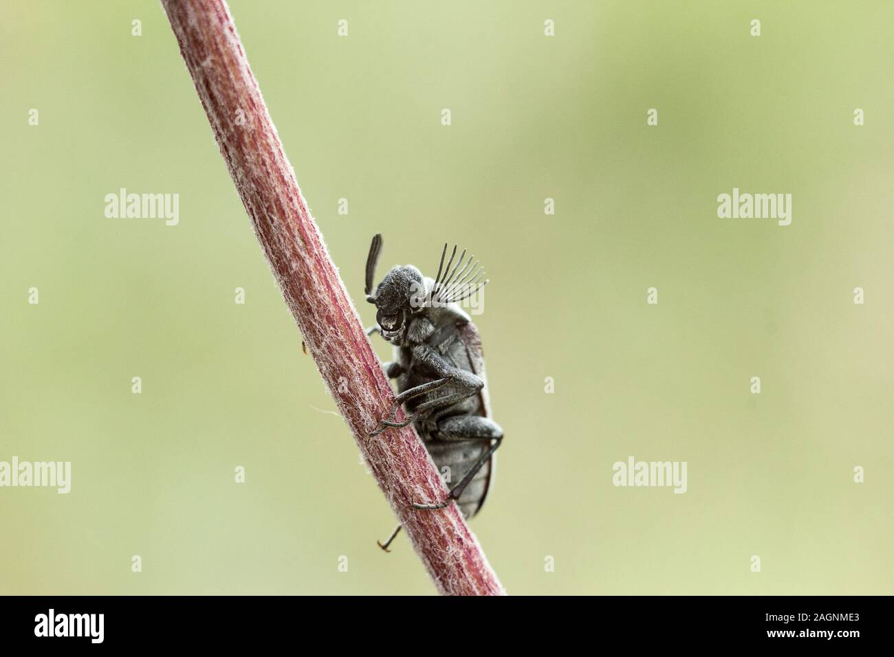 Lustige pflanze -Fotos und -Bildmaterial in hoher Auflösung – Alamy