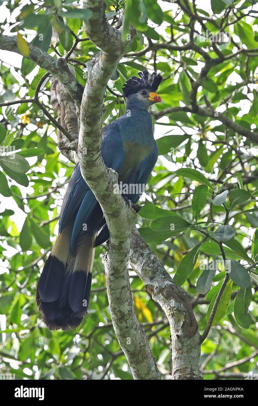 Große Blaue Turaco (Corythaeola cristata) Erwachsenen auf dem Zweig Kibale Forest Nationalpark, Uganda November gehockt Stockfoto