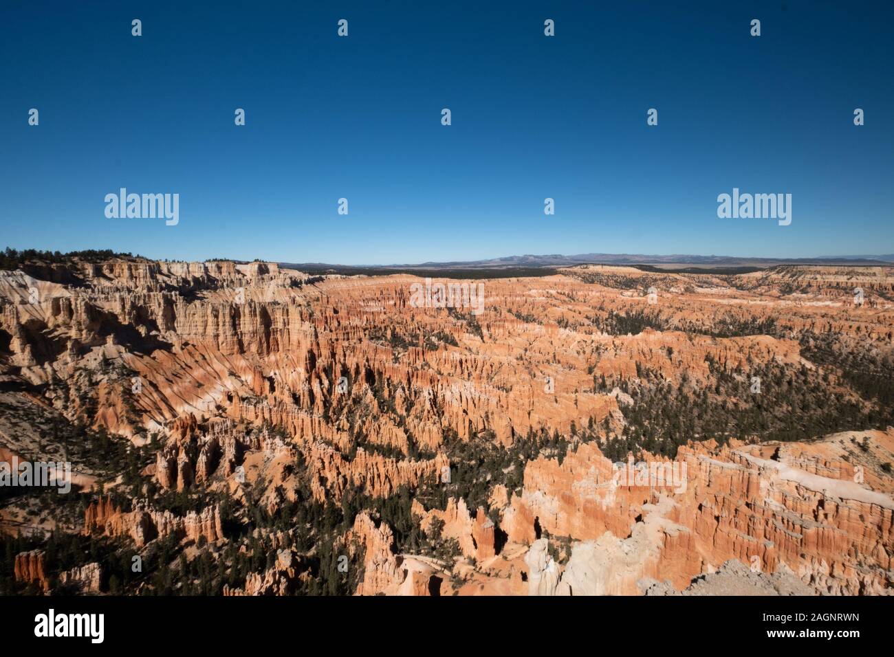 Bryce-Canyon-Nationalpark, eine weitläufige Reserve im südlichen Utah ist bekannt für Purpur gefärbten Hoodoos, die Turmspitze geformten Felsformationen sind. Stockfoto