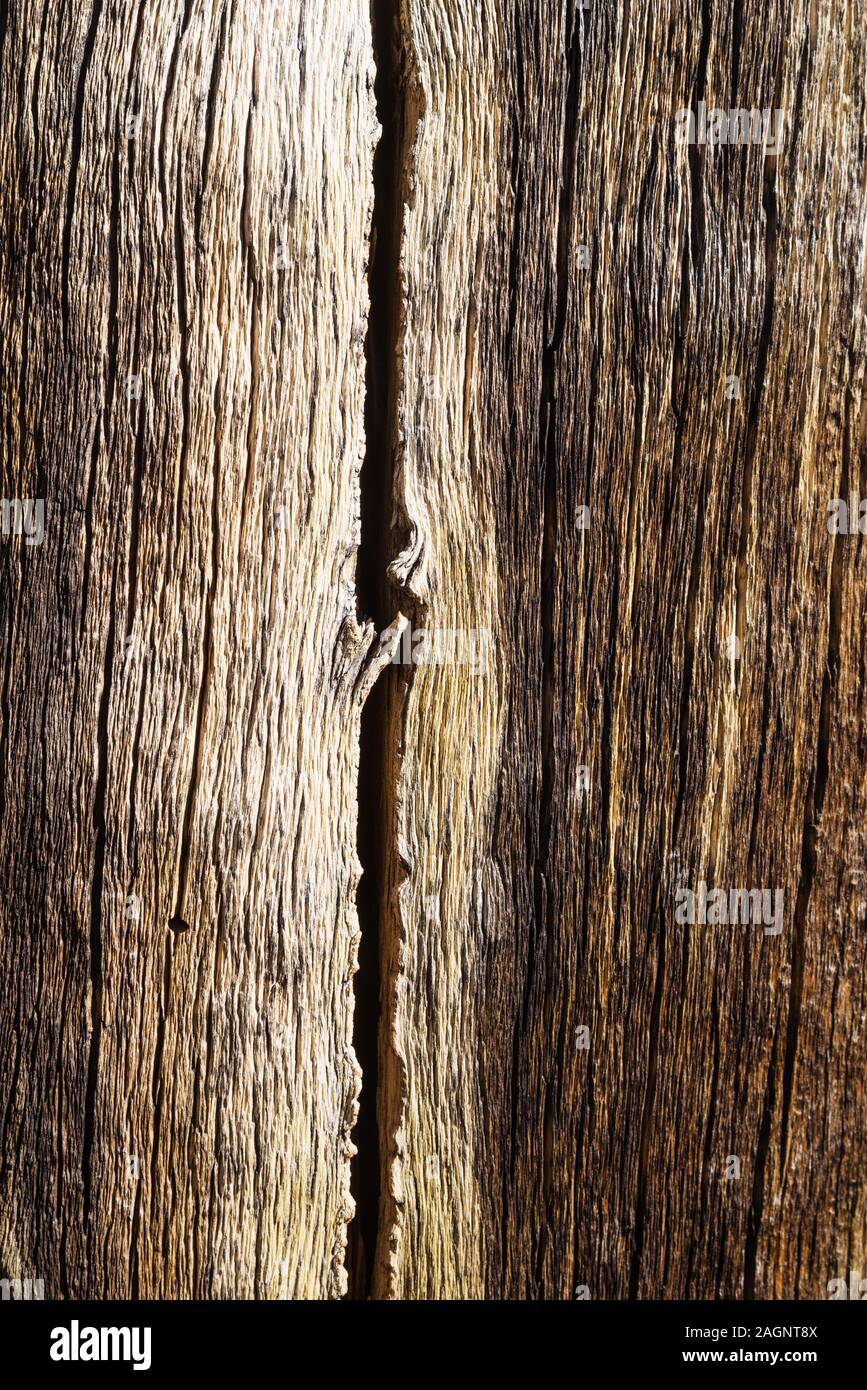 Altes verwittertes Holz baum Lkw Hintergrund Textur mit Rissen und Spalten Stockfoto