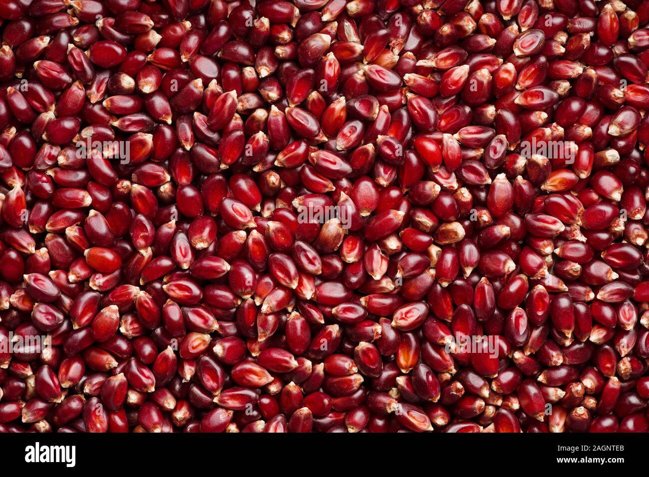 Unpopped Rubinrot popcorn Kernel Hintergrundbild Stockfoto