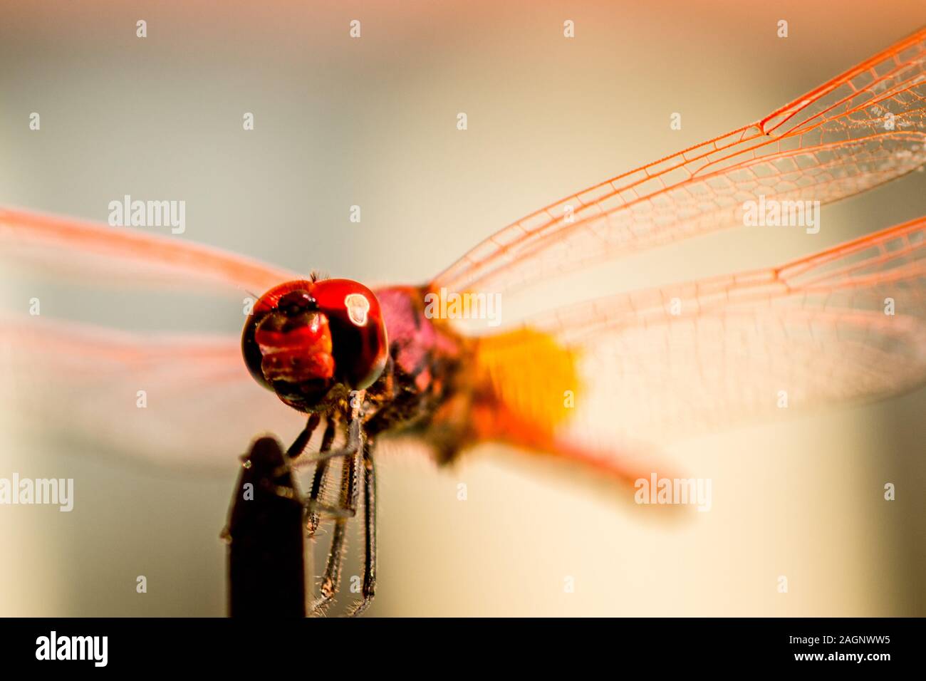 Eine schöne Rote Libelle auf einem Kabelbinder. Stockfoto