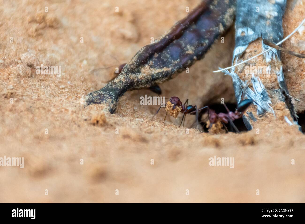 Ein Team von Sahara Ameisen (Cataglyphis bicolor) Ausgraben einer Ant Hill in den Sanddünen in Ras Al Khaimah, Vereinigte Arabische Emirate. Stockfoto