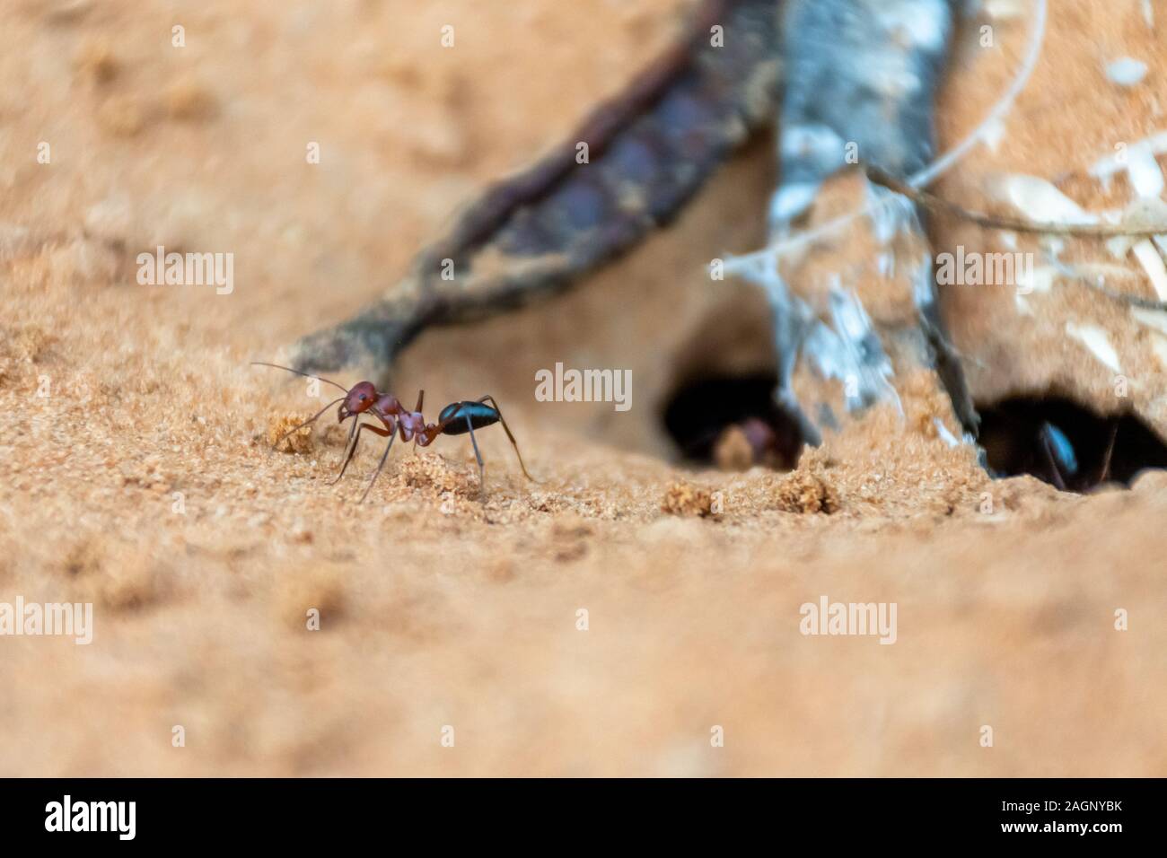 Ein Team von Sahara Ameisen (Cataglyphis bicolor) Ausgraben einer Ant Hill in den Sanddünen in Ras Al Khaimah, Vereinigte Arabische Emirate. Stockfoto